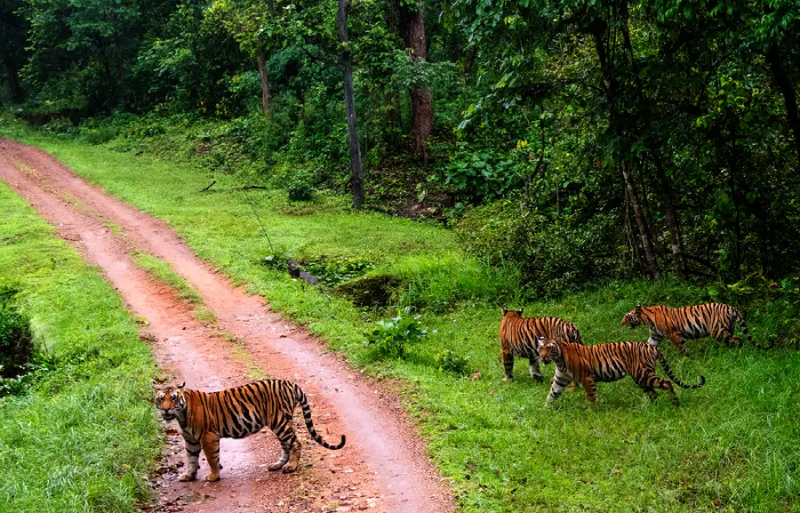 Nagpur to Kanha Rental Car