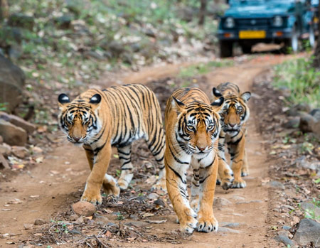 Nagpur to Pench Rental Car
