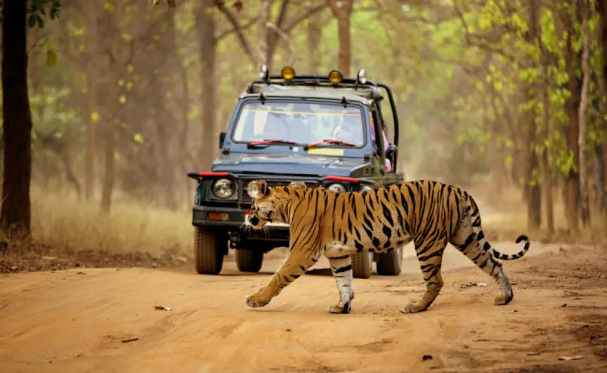 Nagpur to Tadoba Rental Car